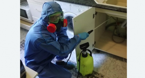 Уничтожение муравьев в квартире. Дальнегорск