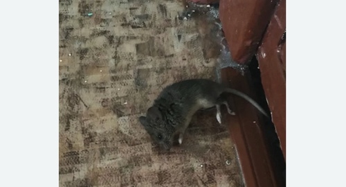 Дезинфекция от мышей в Дальнегорске
