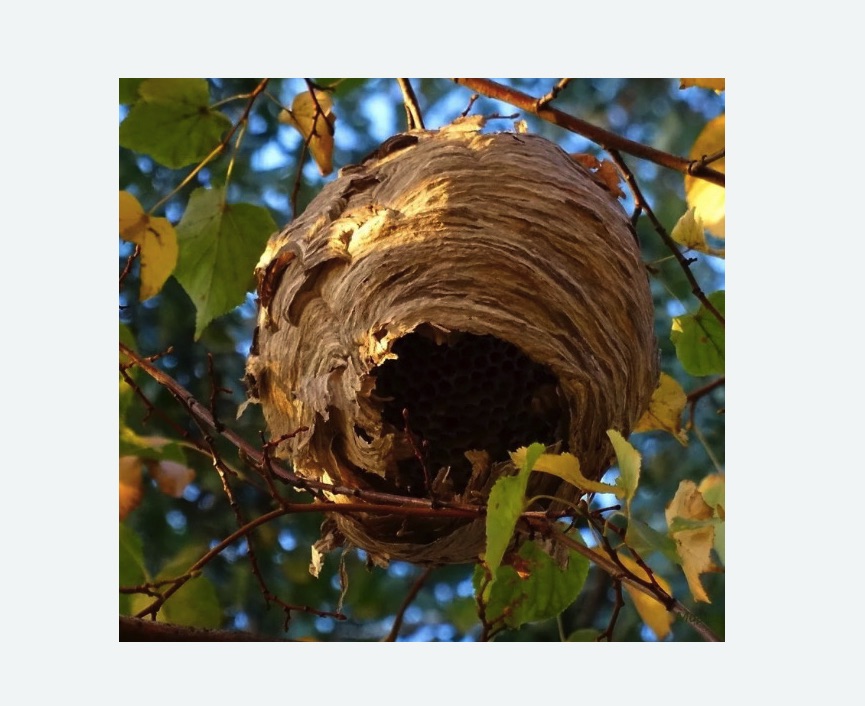 Обработка от шершней в Дальнегорске