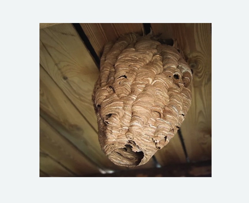 обработка от шершней в Дальнегорске