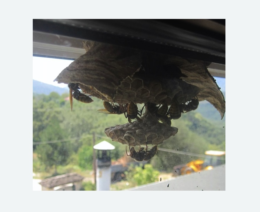 Уничтожение гнёзд шершней в Дальнегорске