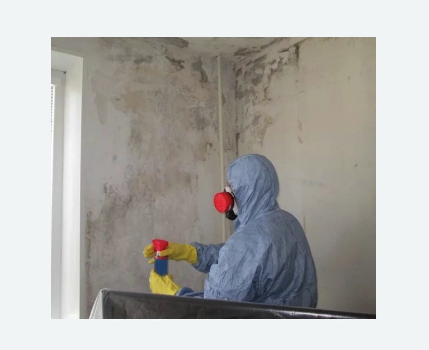 Удаление плесени в квартире в Дальнегорске