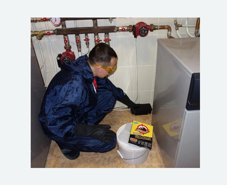 Уничтожение крыс в Дальнегорске