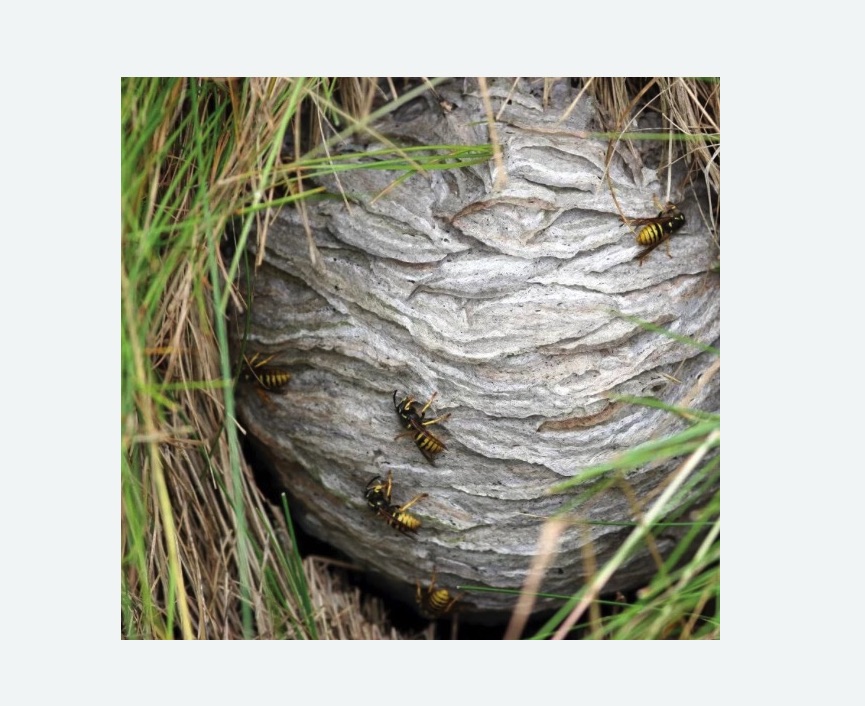 Уничтожение ос и ульев в Дальнегорске